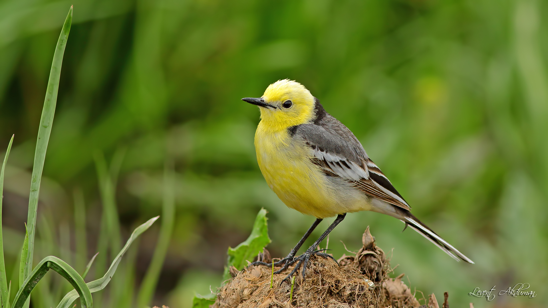Citrine Wagtail — Ana fotoğraf